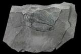 Elrathia Trilobite Molt Fossil - House Range - Utah #139609-1